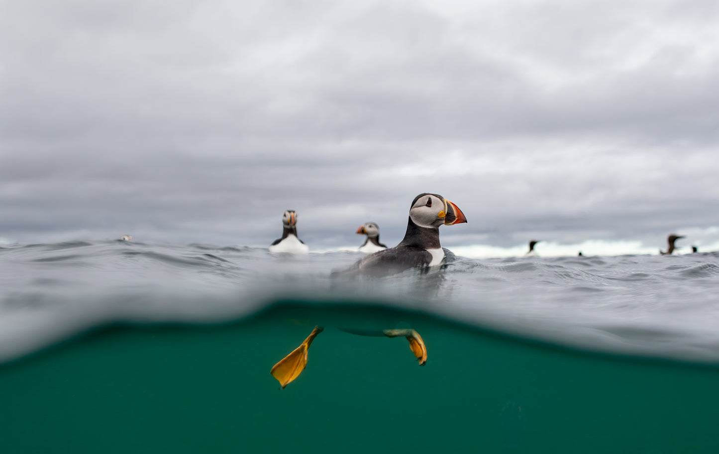 Puffin print