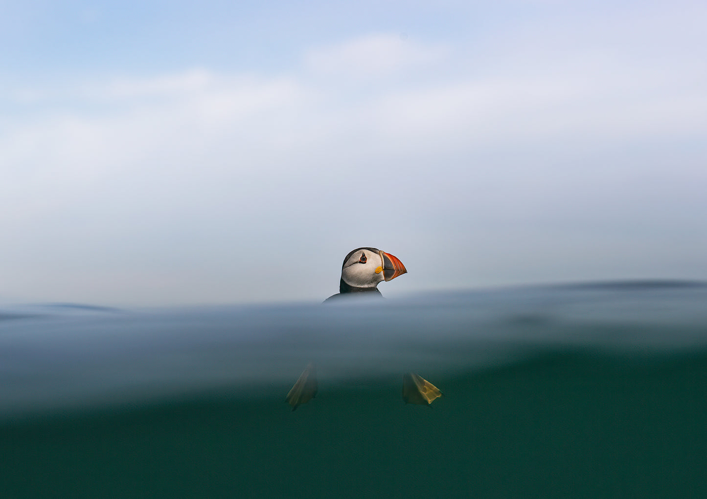 Puffin Print - Top of the wave A4