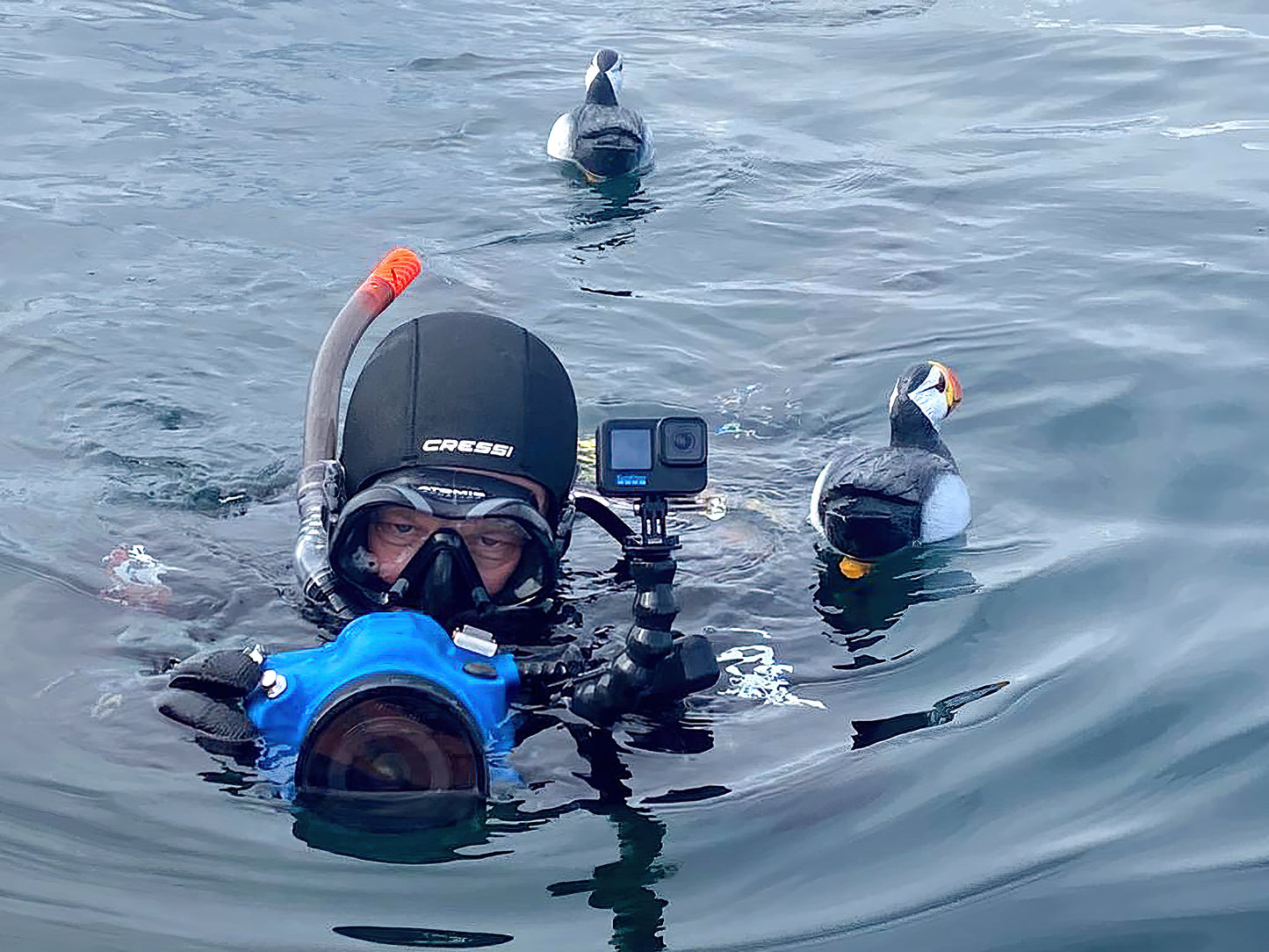 Don’t look down. Floating puffin