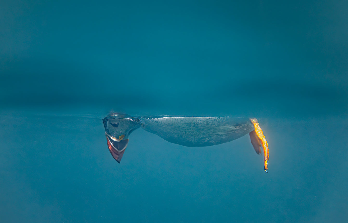 Don’t look down, signed puffin mini (A5) framed print