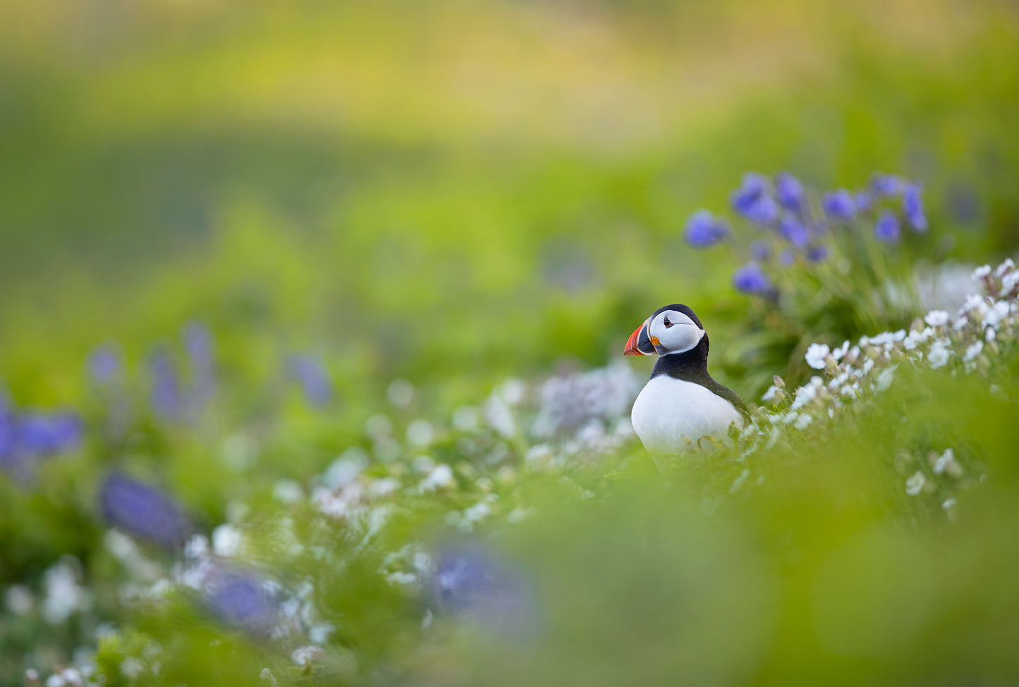 Puffin Meadow - The Wildlife Trust of South & West Wales collaboration