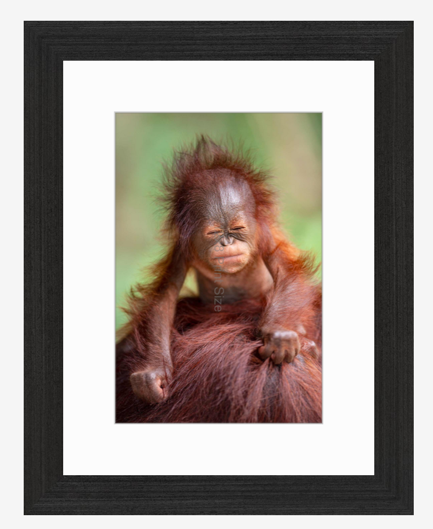 Borneo Baby - Orangutan fine art print