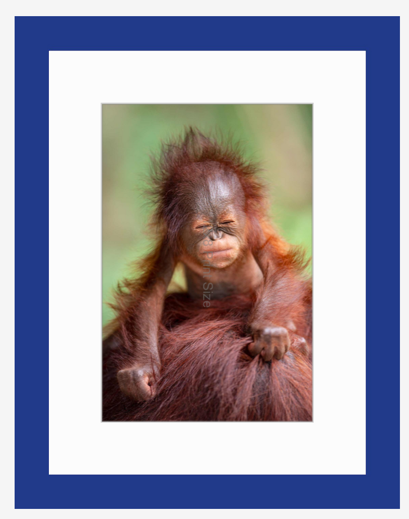 Borneo Baby - Orangutan fine art print