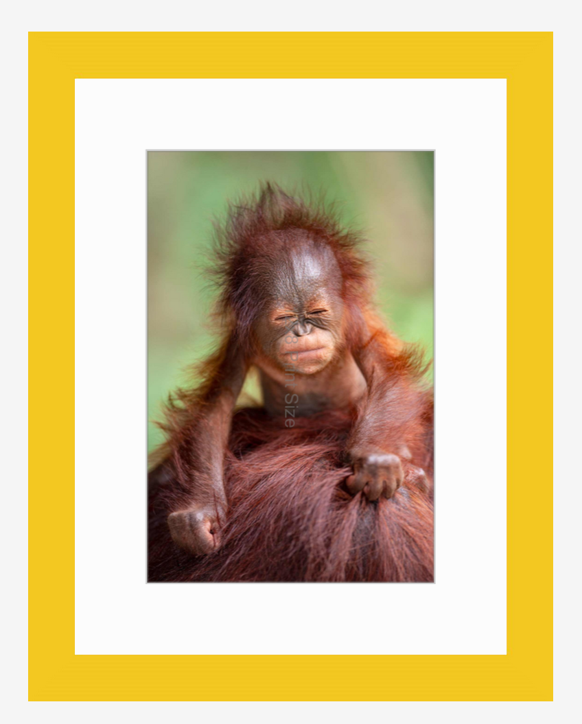 Borneo Baby - Orangutan fine art print