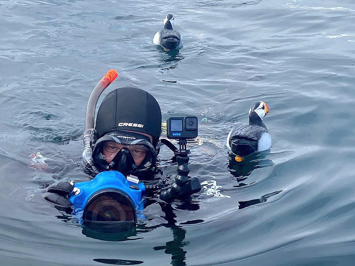 Just passing by. Atlantic puffin fine art print