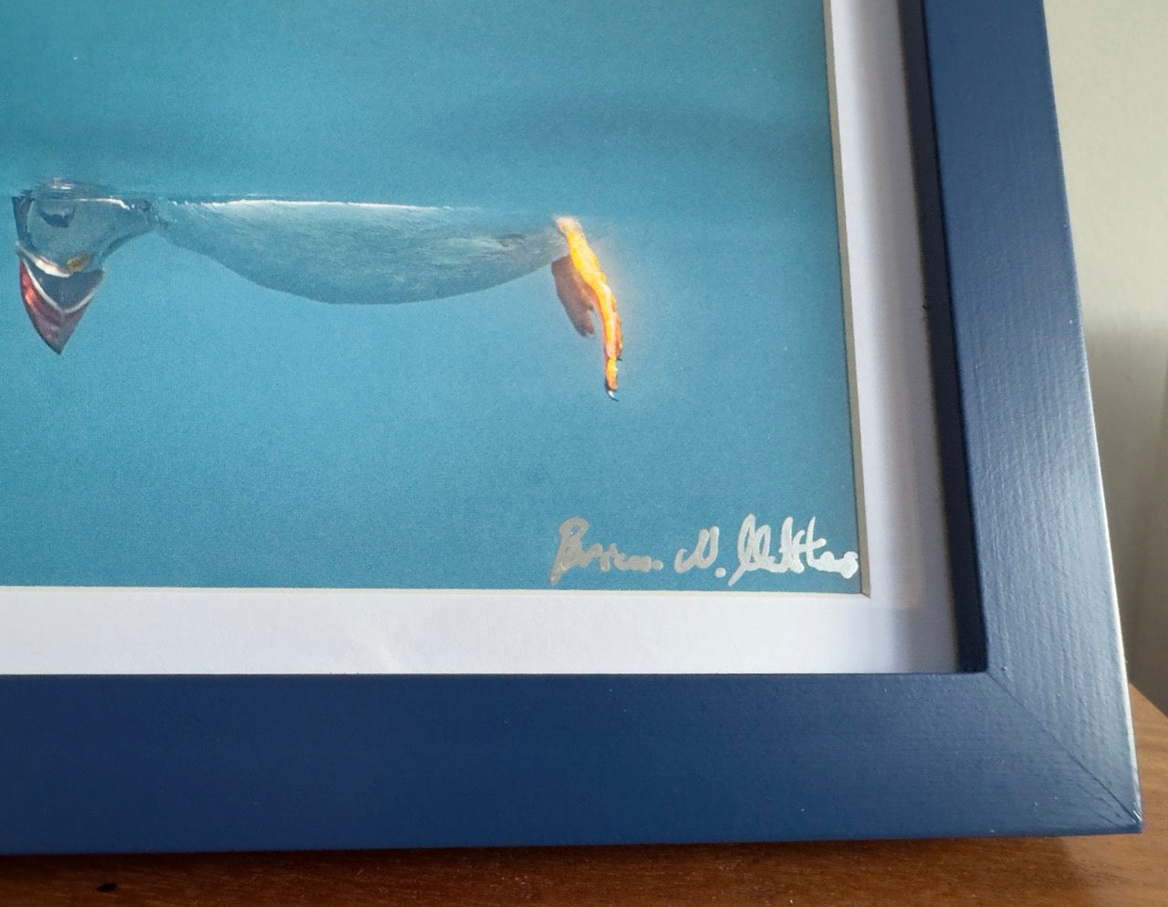 Don’t look down, signed puffin mini (A5) framed print