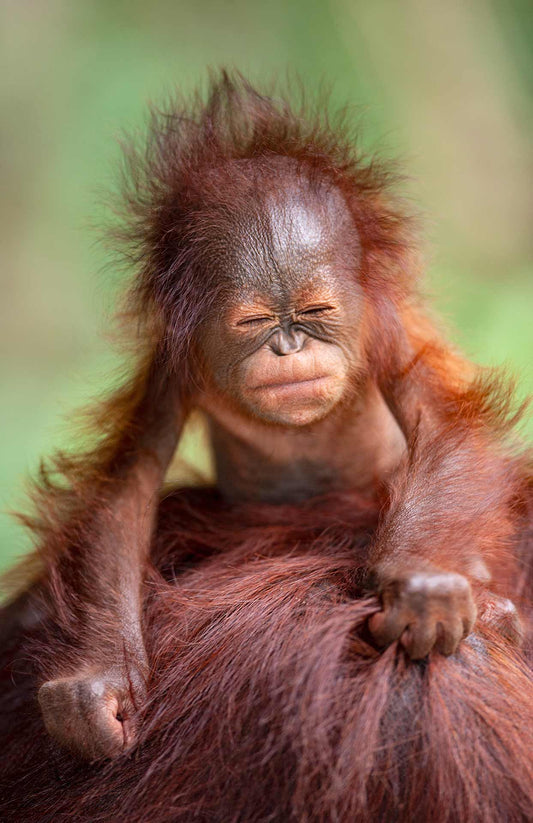 Borneo Baby - Orangutan fine art print