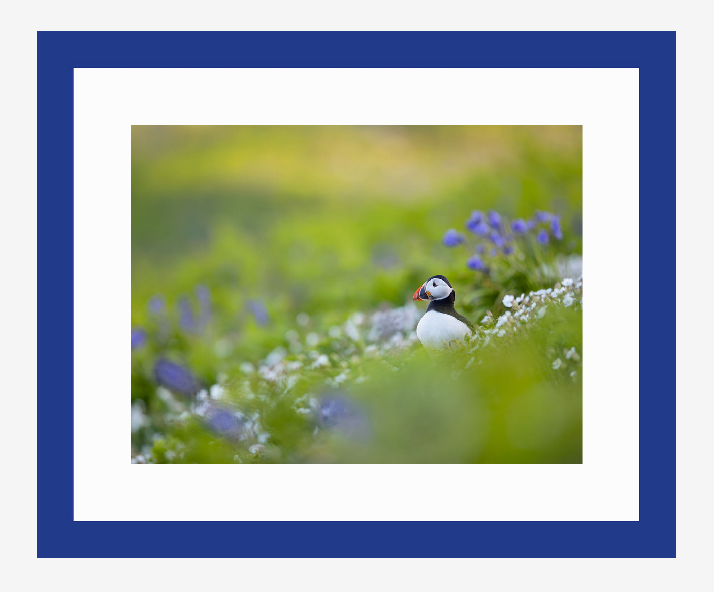 Puffin Meadow - The Wildlife Trust of South & West Wales collaboration