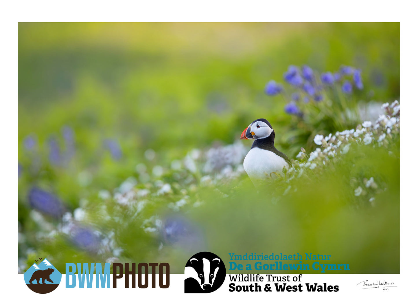 Puffin Meadow - The Wildlife Trust of South & West Wales collaboration