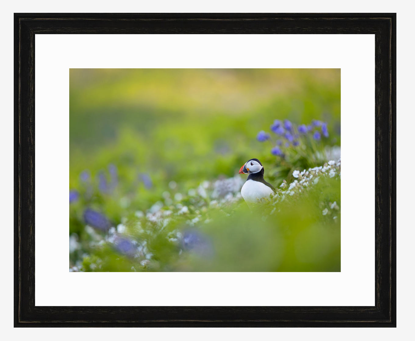 Puffin Meadow - The Wildlife Trust of South & West Wales collaboration